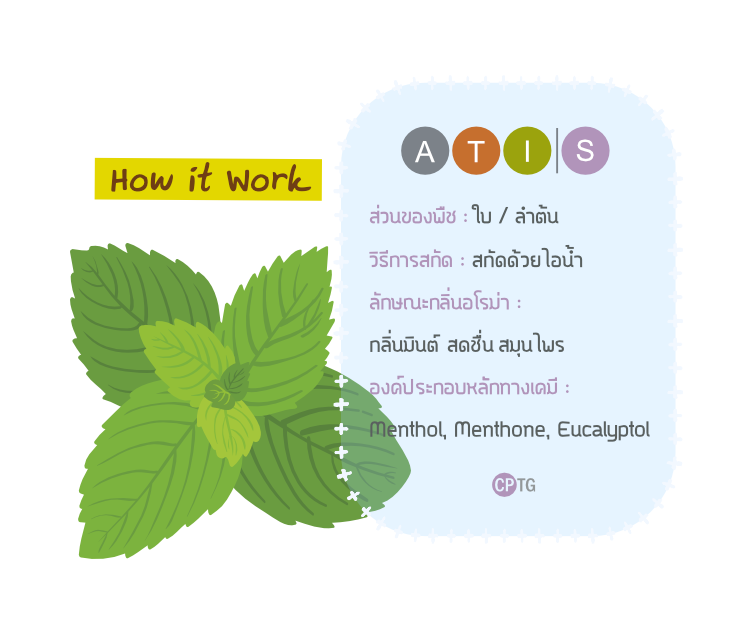น้ำมันหอมระเหย เปปเปอร์มินต์ How It Work วิธีการทำงาน