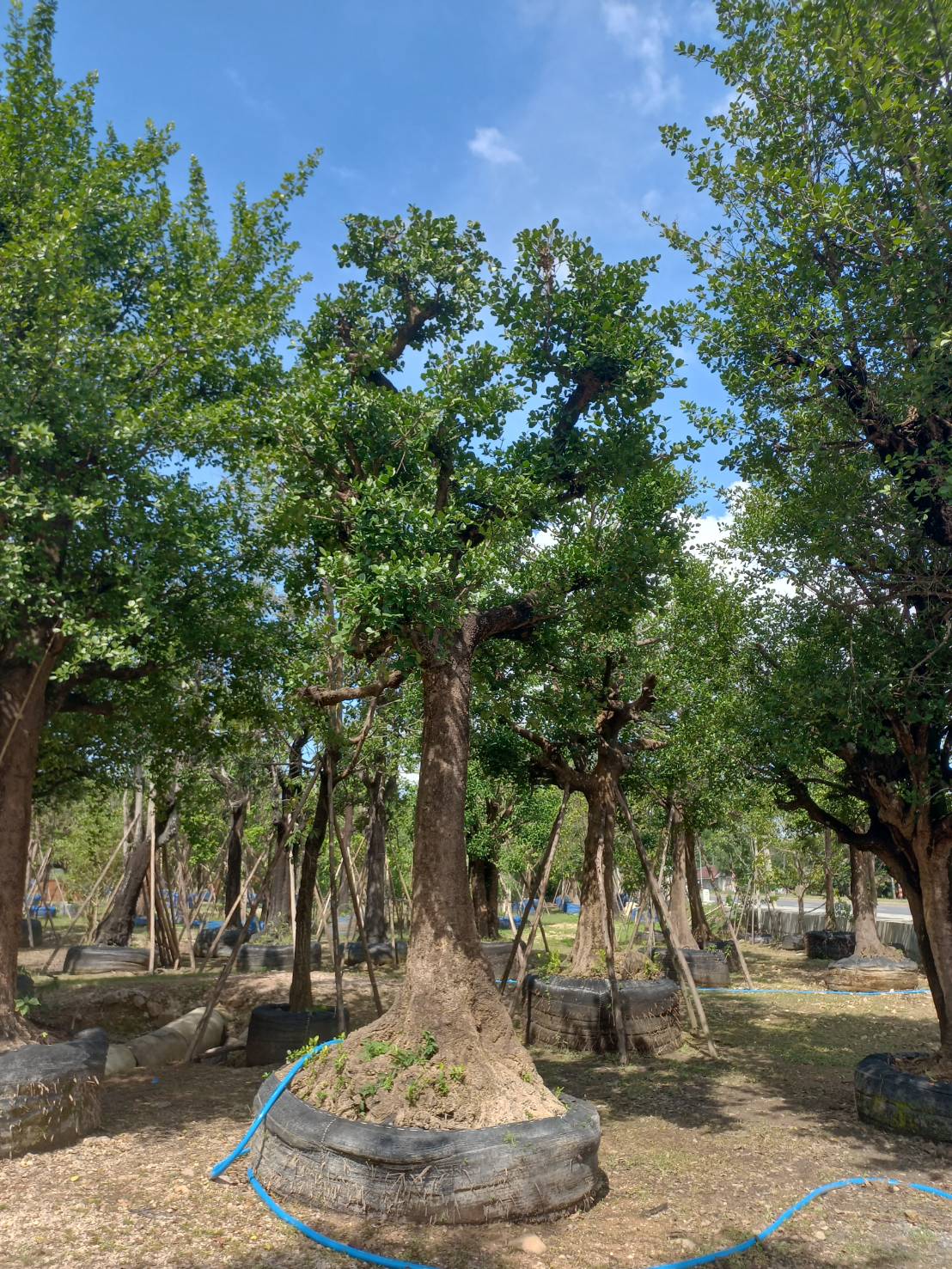 005 ต้นมั่งมี