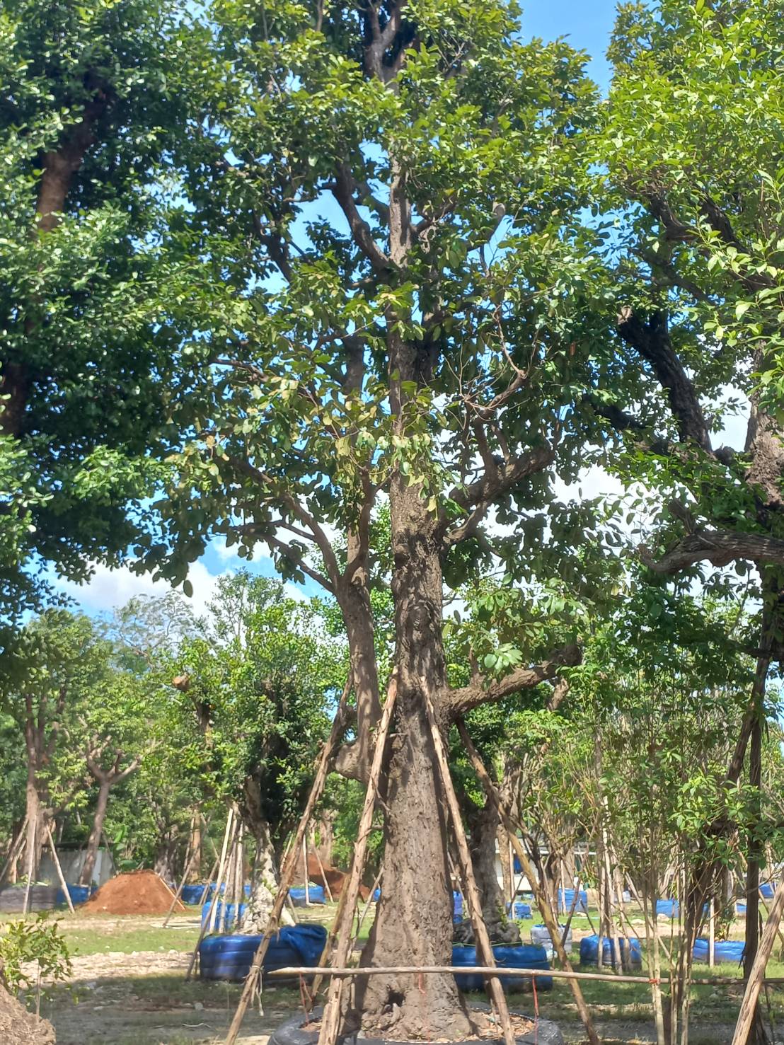 002 ต้นพยอม